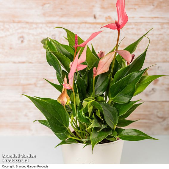 Anthurium 'Lilli'