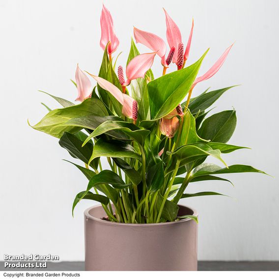 Anthurium 'Lilli'