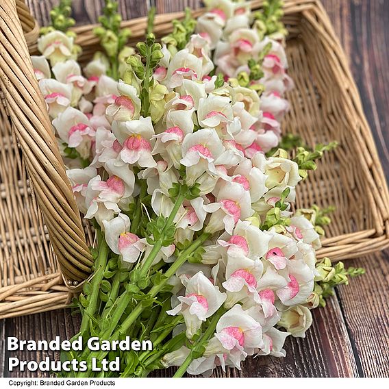 Antirrhinum majus 'Potomac Apple Blossom' F1 - Seeds