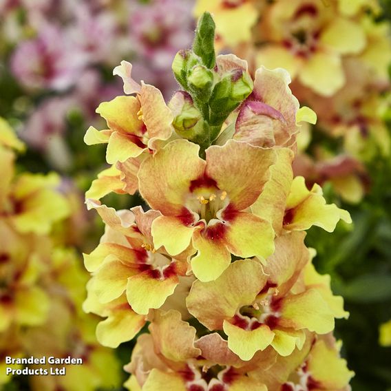 Antirrhinum majus 'Dazzling Lips Yellow Eye'