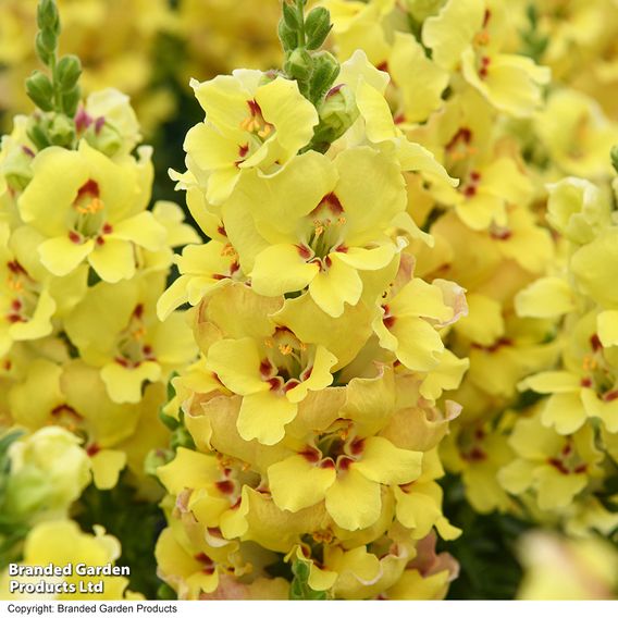 Antirrhinum majus 'Dazzling Lips Yellow Eye'