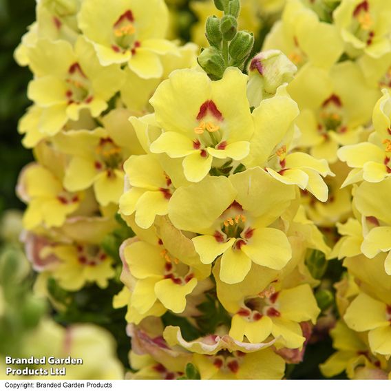 Antirrhinum majus 'Dazzling Lips Yellow Eye'