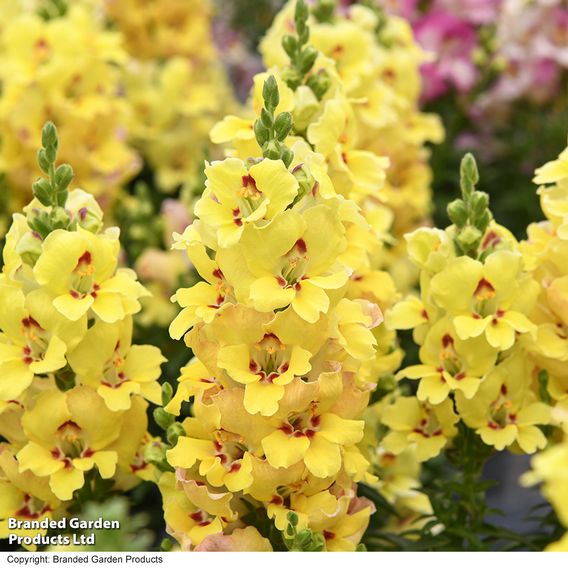 Antirrhinum majus 'Dazzling Lips Yellow Eye'