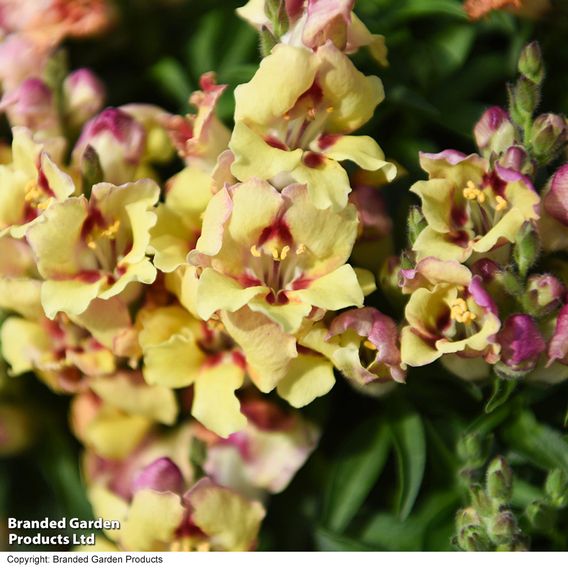 Antirrhinum majus 'Dazzling Lips Yellow Eye'