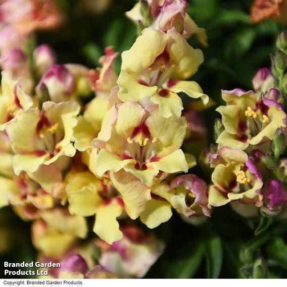 Antirrhinum majus 'Dazzling Lips Yellow Eye'