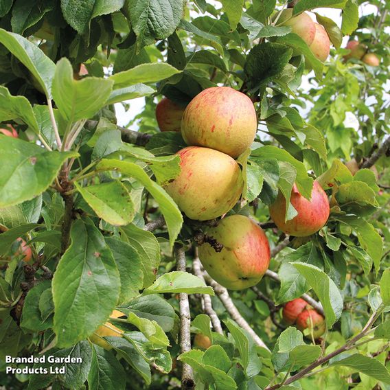 Apple 'Bramley 20'