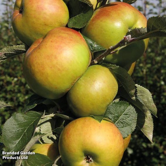 Apple 'Bramley 20'