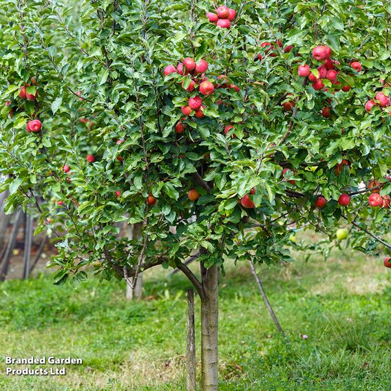 Apple 'Family Apple Tree'