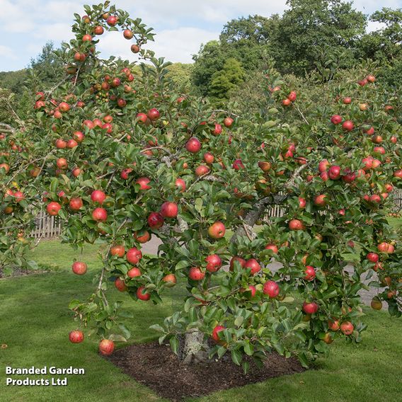 Apple 'Family Apple Tree'