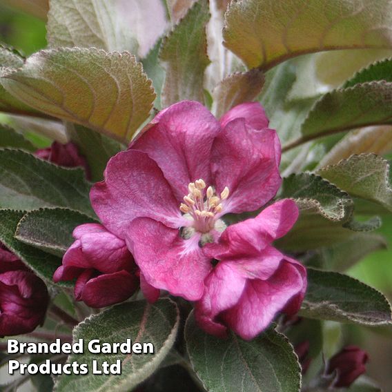 Apple Columnar 'Purple Haze' ®