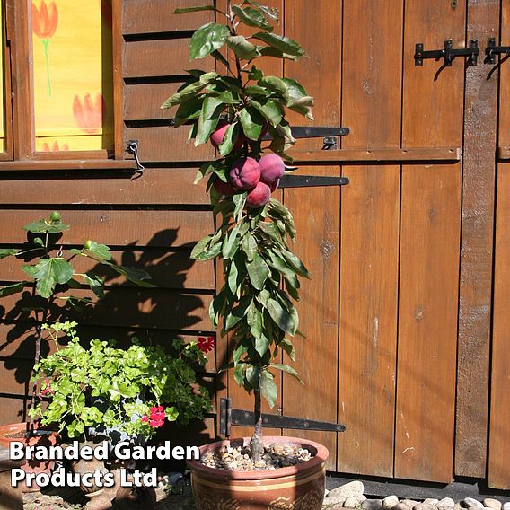 Apple Columnar 'Purple Haze' ®