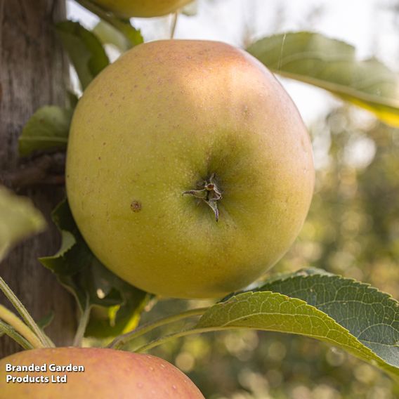 Apple 'Wonder Tree Glory of Kapelle'