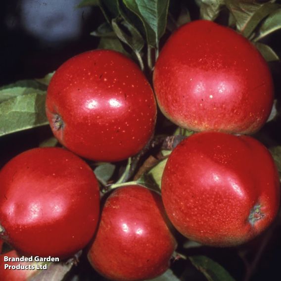 Apple 'Worcester Pearmain'