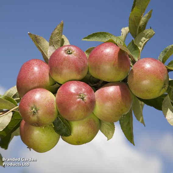 Apple 'Worcester Pearmain'