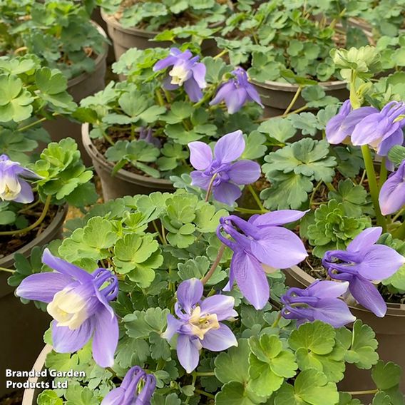 Aquilegia pumila 'Atlantis'