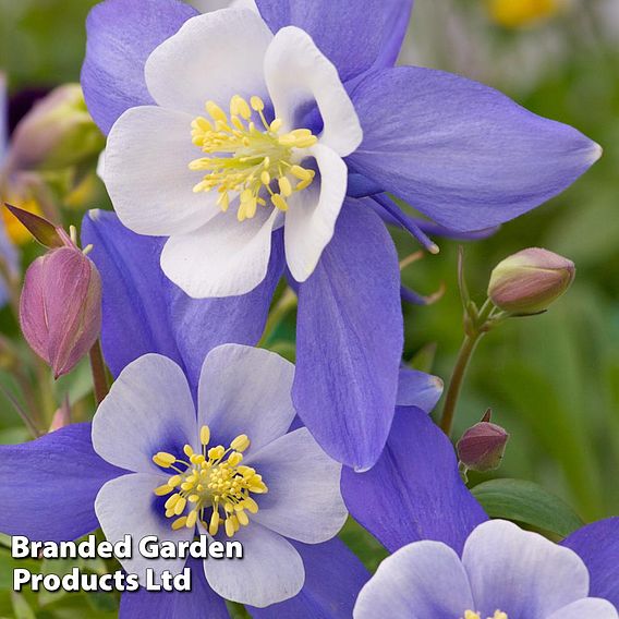 Aquilegia 'Dragonfly'