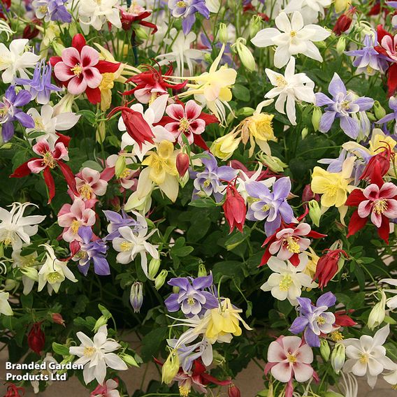 Classic Cottage Garden Perennial Trio