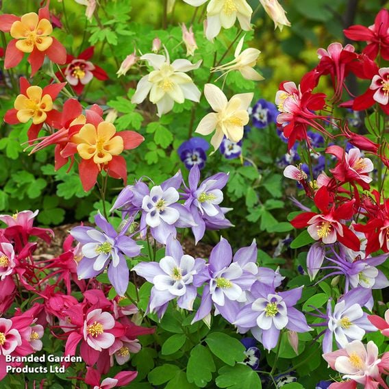 Value Perennial Collection