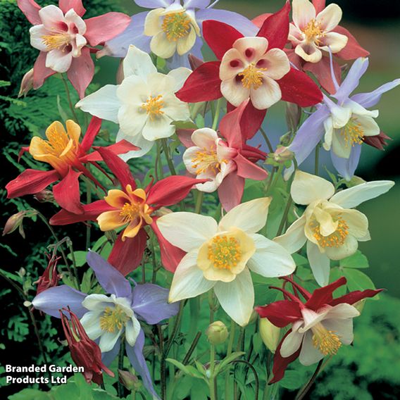 Aquilegia caerulea 'Mrs Scott-Elliott'