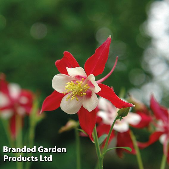 Aquilegia Red Dream