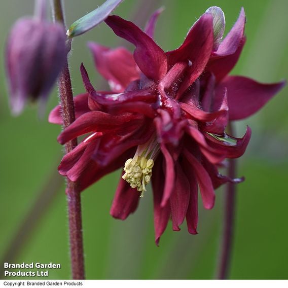 Aquilegia vulgaris stellata 'Ruby Port'