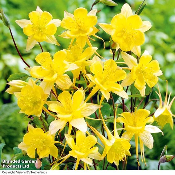 Aquilegia chrysantha 'Yellow Queen'