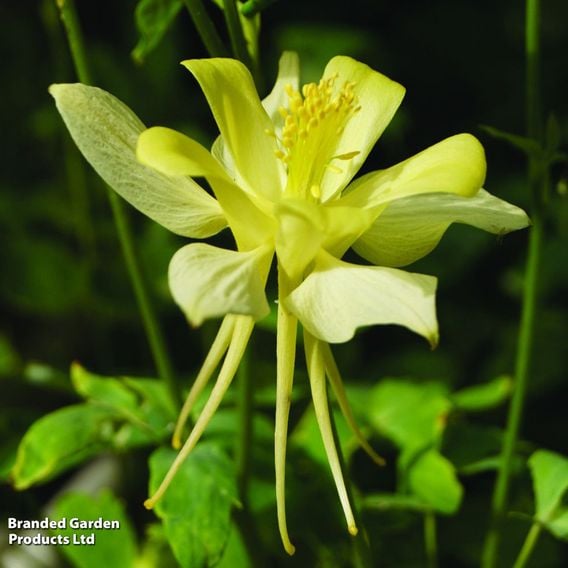 Aquilegia chrysantha 'Yellow Queen'