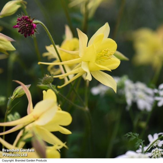 Aquilegia chrysantha 'Yellow Queen'