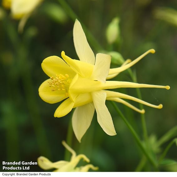 Aquilegia chrysantha 'Yellow Queen'