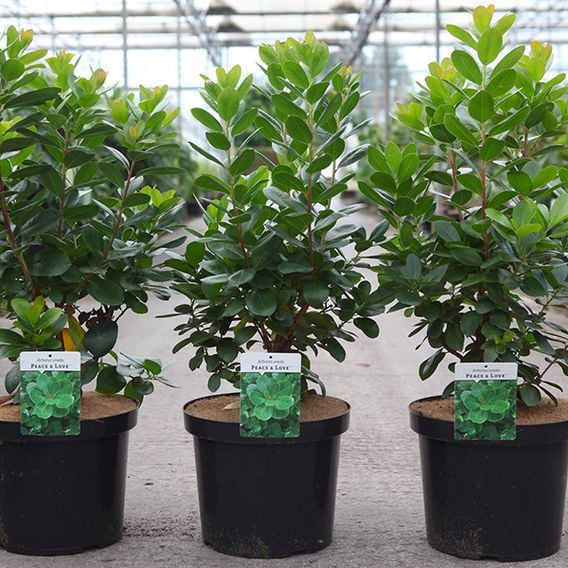 Arbutus unedo 'Peace & Love'