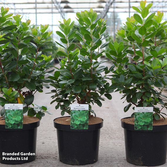 Arbutus unedo 'Peace & Love'