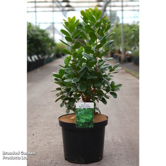 Arbutus unedo 'Peace & Love'