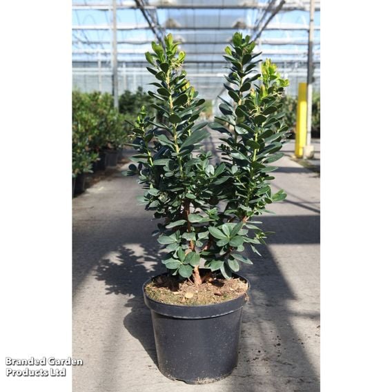 Arbutus unedo 'Peace & Love'