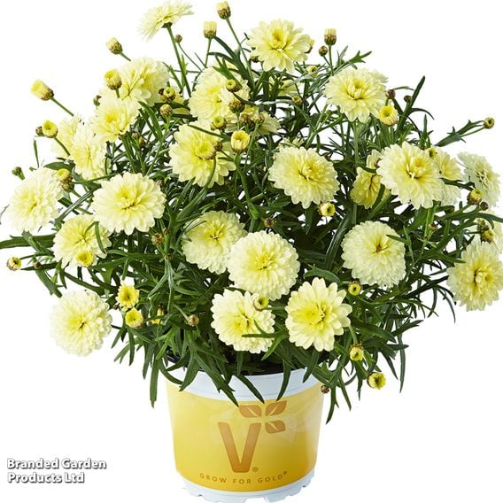 Argyranthemum aramis 'Double Primrose'