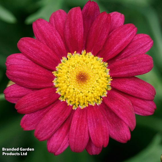 Argyranthemum frutescens 'Aramis Red Improved'