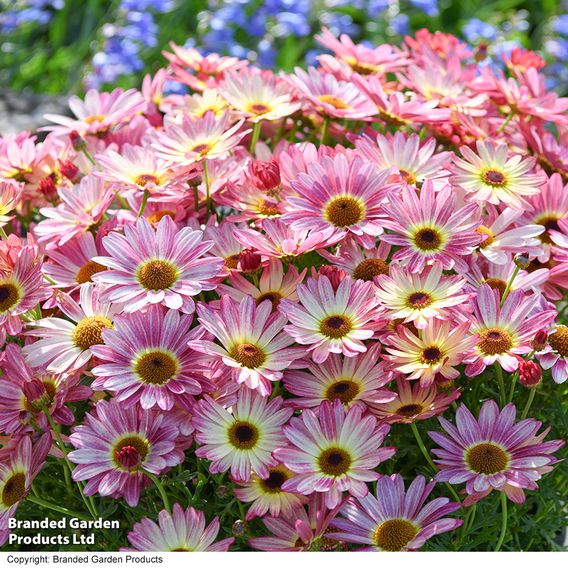Argyranthemum 'Rose Red'