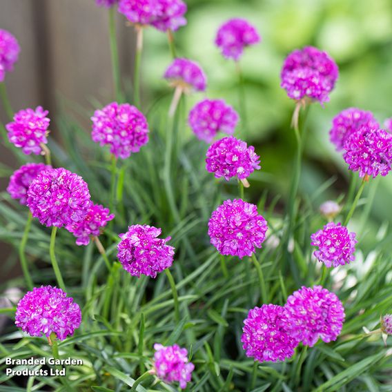 Armeria 'Dreameria Vivid Dreams'