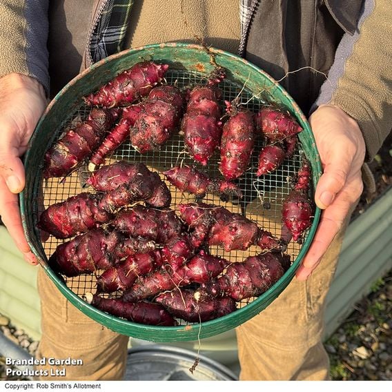 Dwarf Jerusalem Artichoke 'Small Wonder'