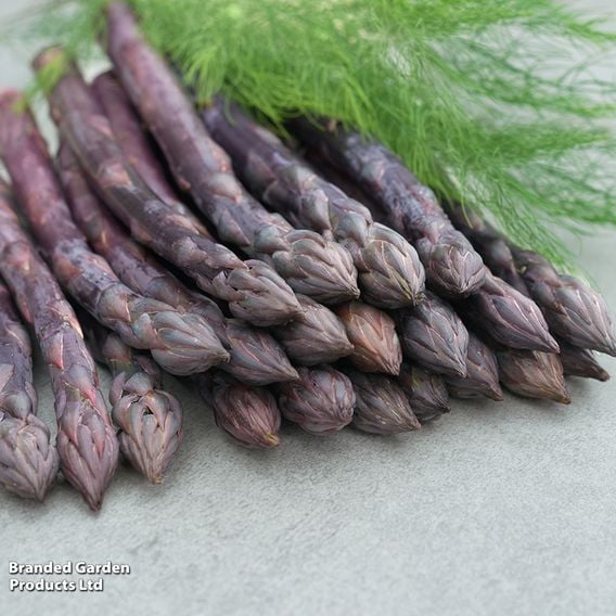 Asparagus Spring Planting Collection