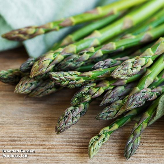 Asparagus Spring Planting Collection