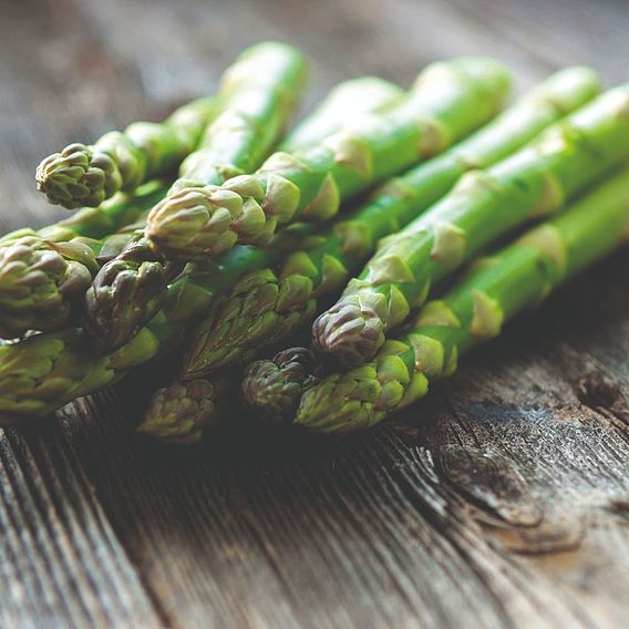 Asparagus officinalis 'Mondeo' (Spring Planting)