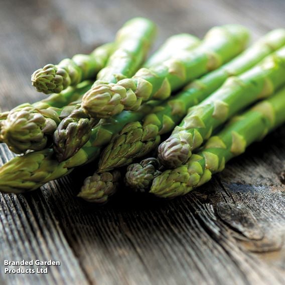 Asparagus Spring Planting Collection