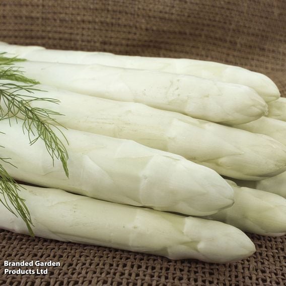 Asparagus Spring Planting Collection