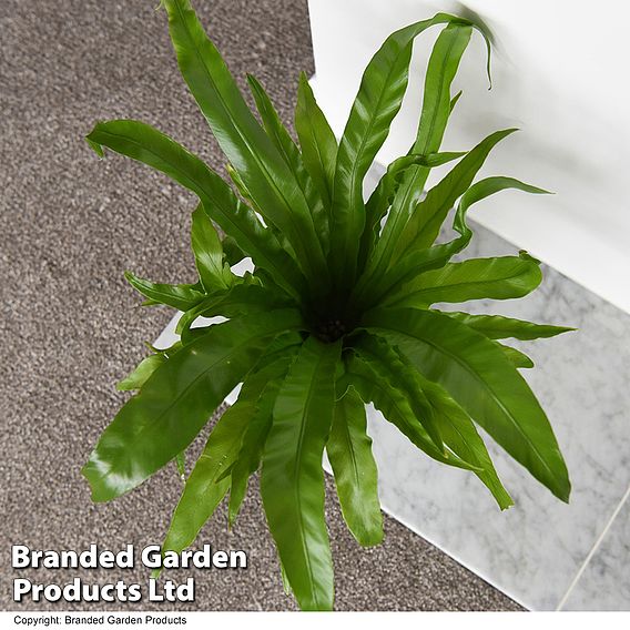 Asplenium antiquum
