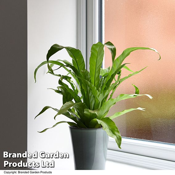 Asplenium antiquum
