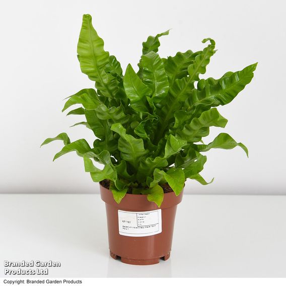 Asplenium nidus 'Crispy Wave'