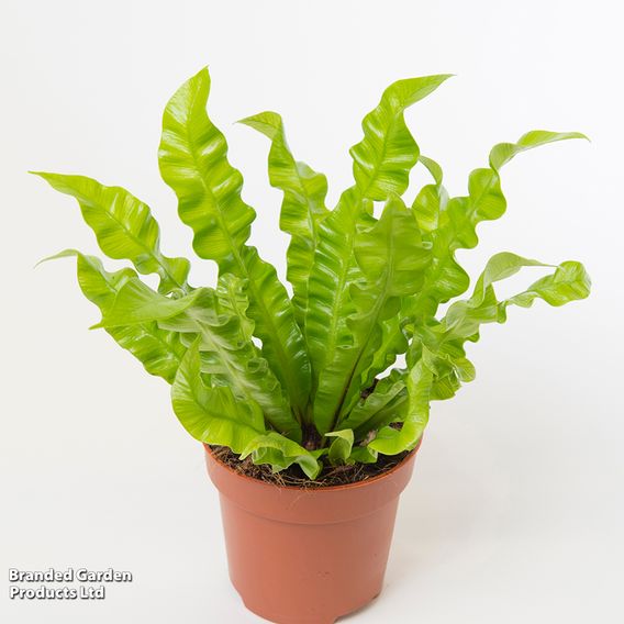 Asplenium nidus 'Crispy Wave'