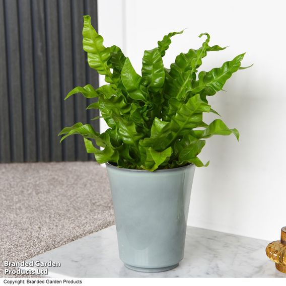 Asplenium nidus 'Crispy Wave'