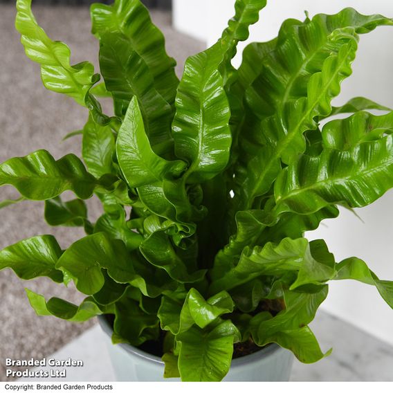 Asplenium nidus 'Crispy Wave'