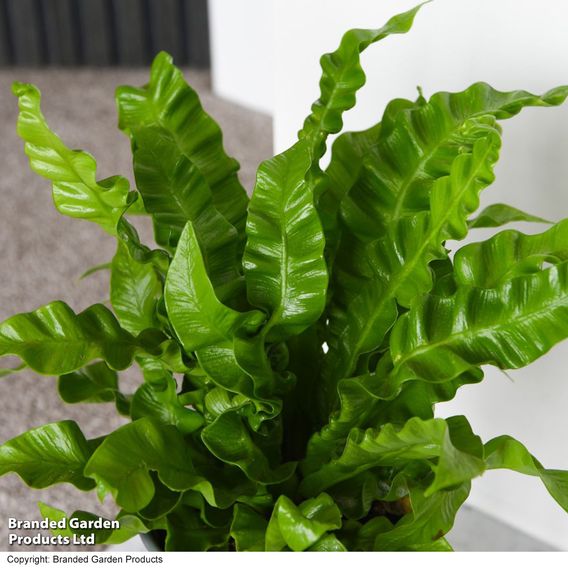 Asplenium nidus 'Crispy Wave'